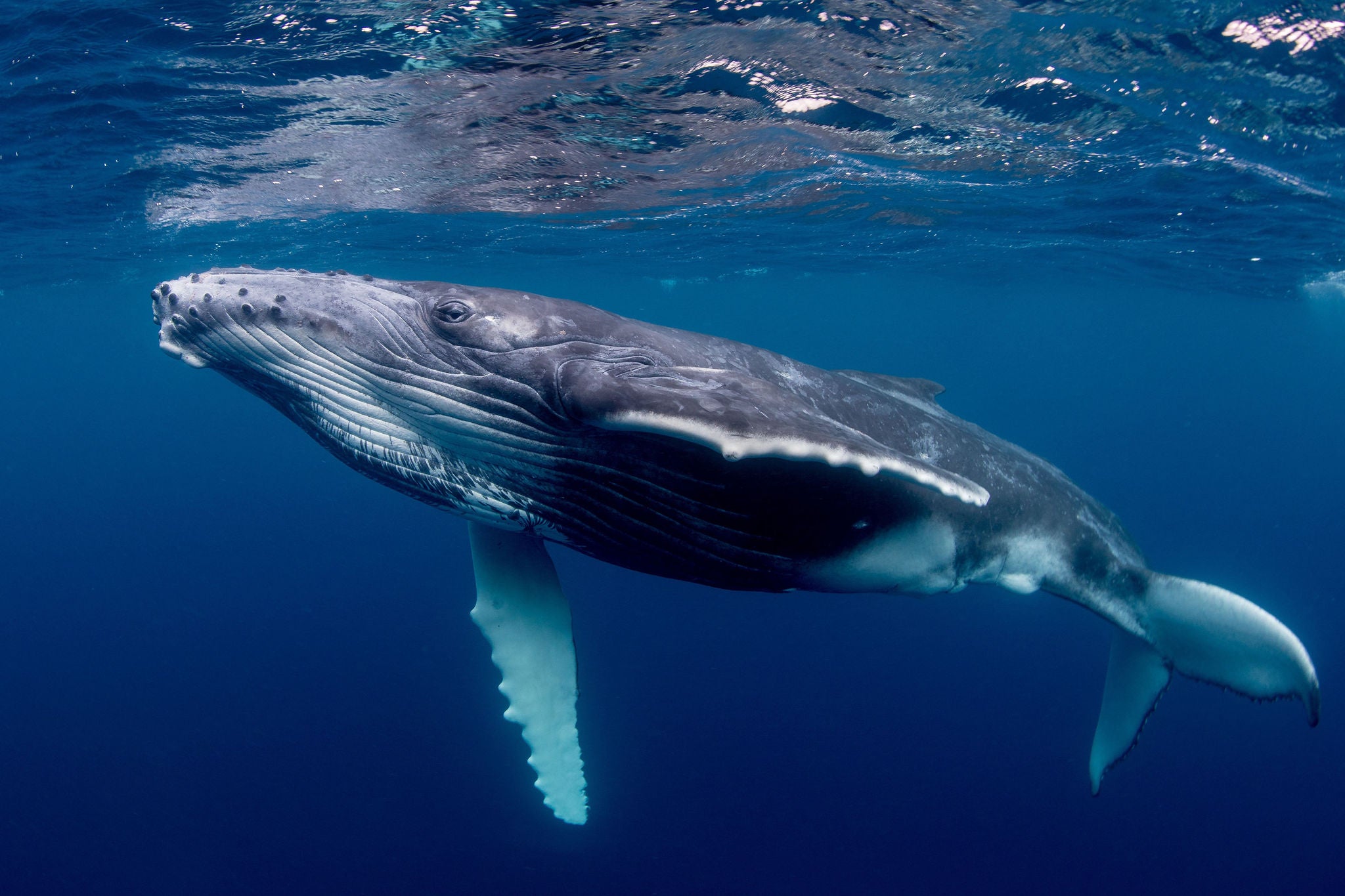 Humpback whale swims in the ocean