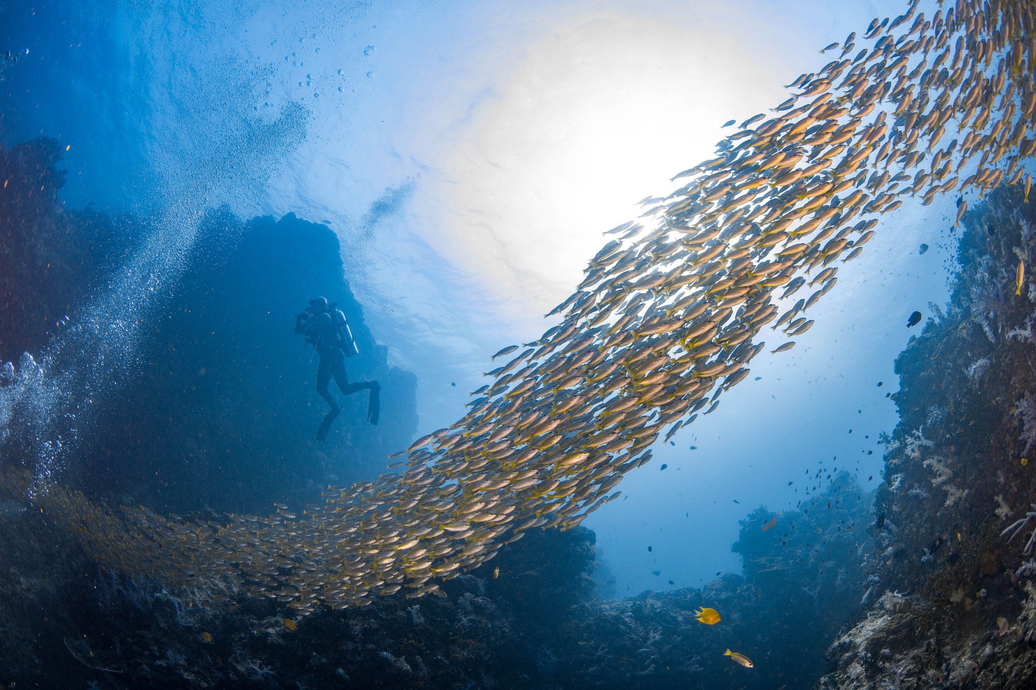 A scuba diver gracefully swims amidst a vast school of fish