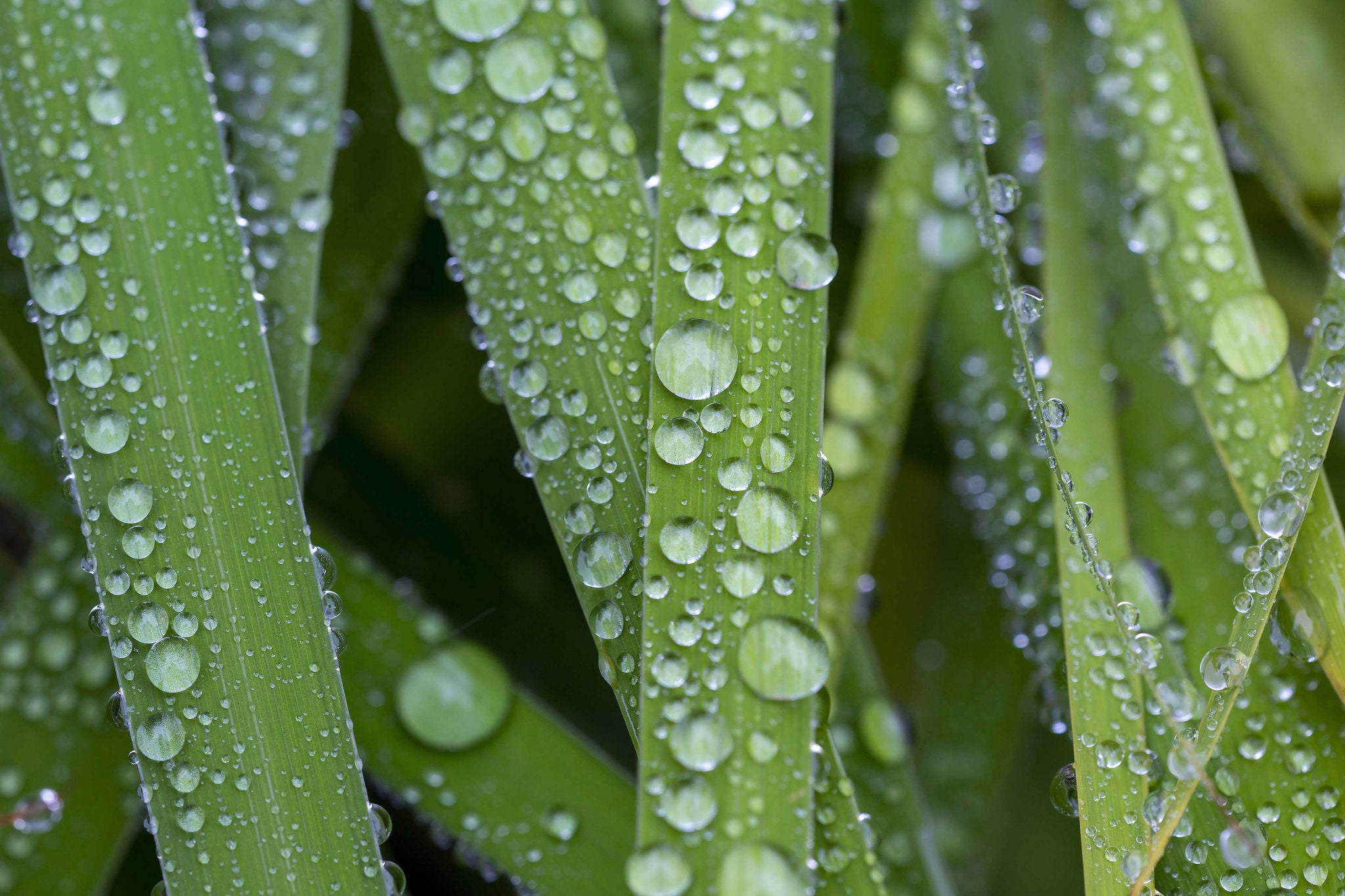 Water droplets over green plant