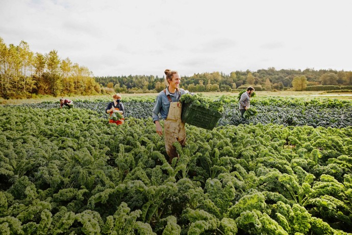 Smiling farmer carrying bin of freshly harvested organic curly kale