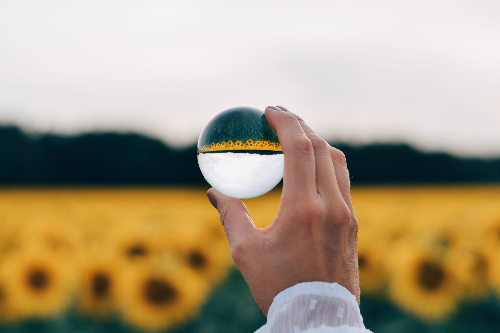 Reflections of sunflowers in crystal ball