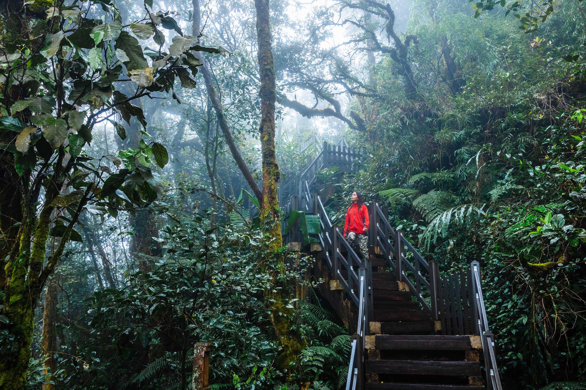 Kvinde der står og udforsker naturen på en trappe i regnskoven