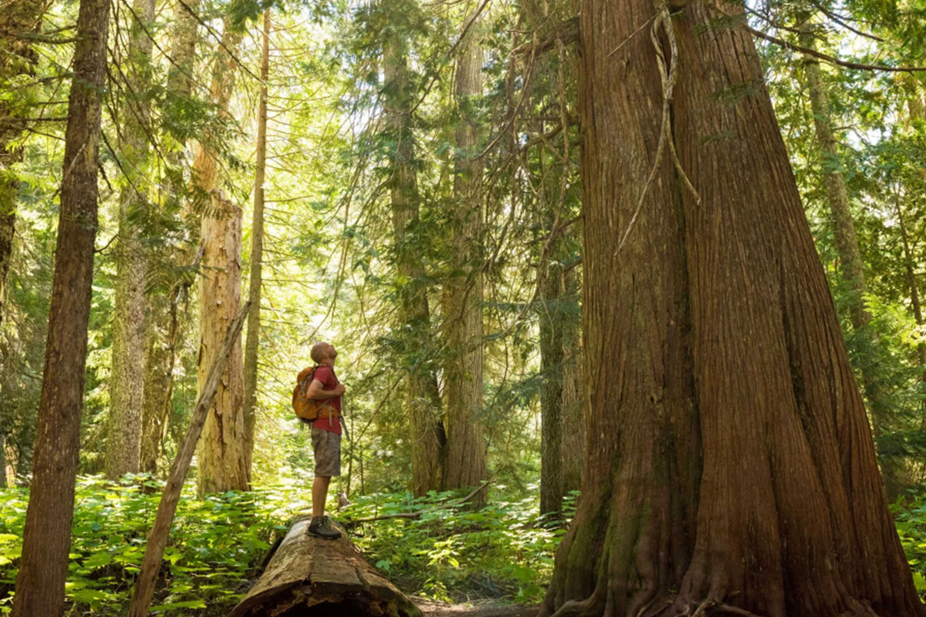 Person standing on a fallen log among towering trees in a sunlit forest, highlighting the scale of nature.