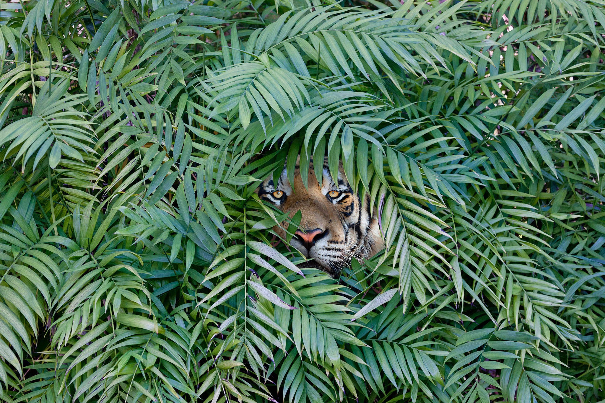 Tiger peering through dense forest.