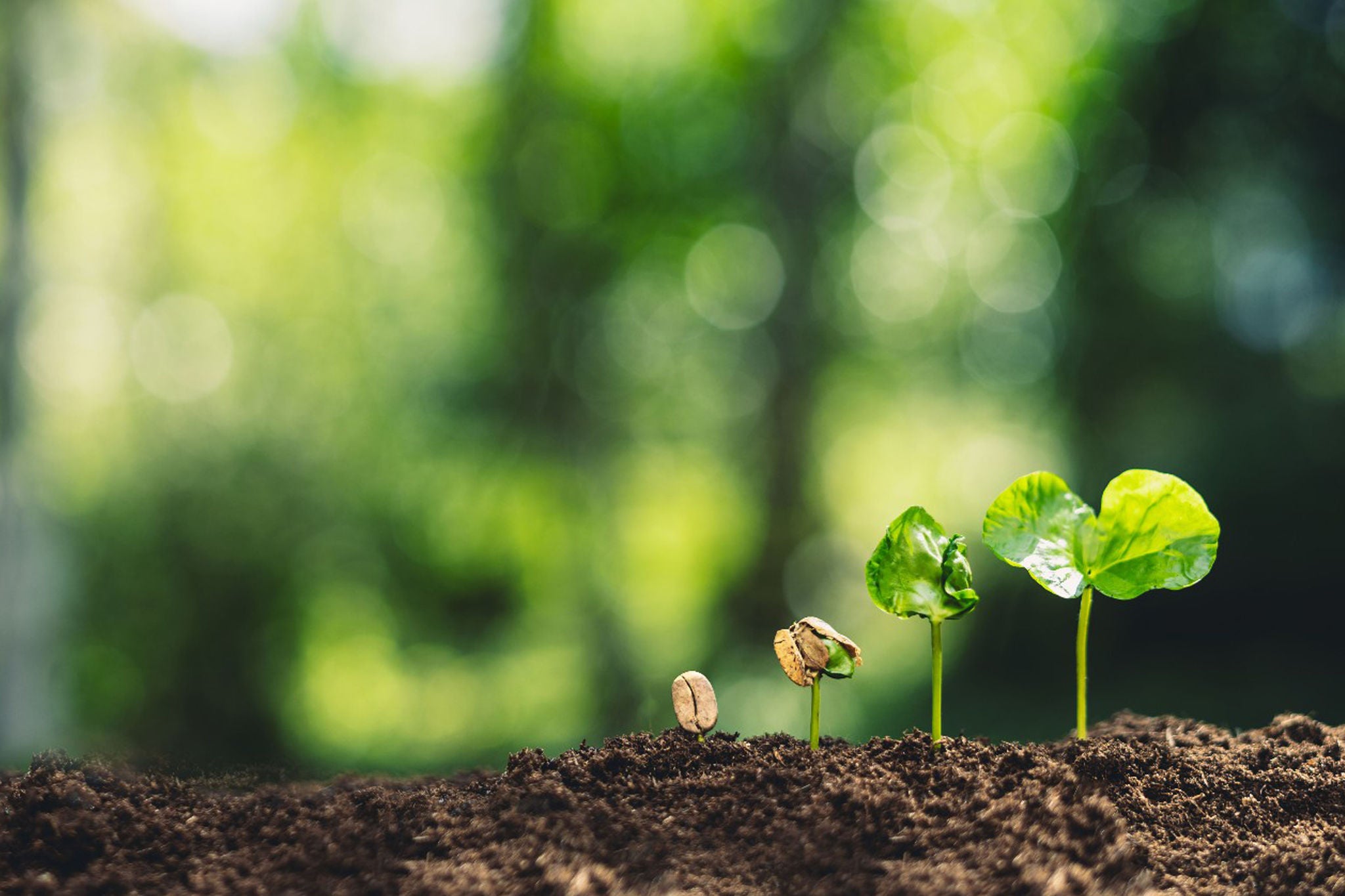 Siemenen kasvu kasviksi askel askeleelta