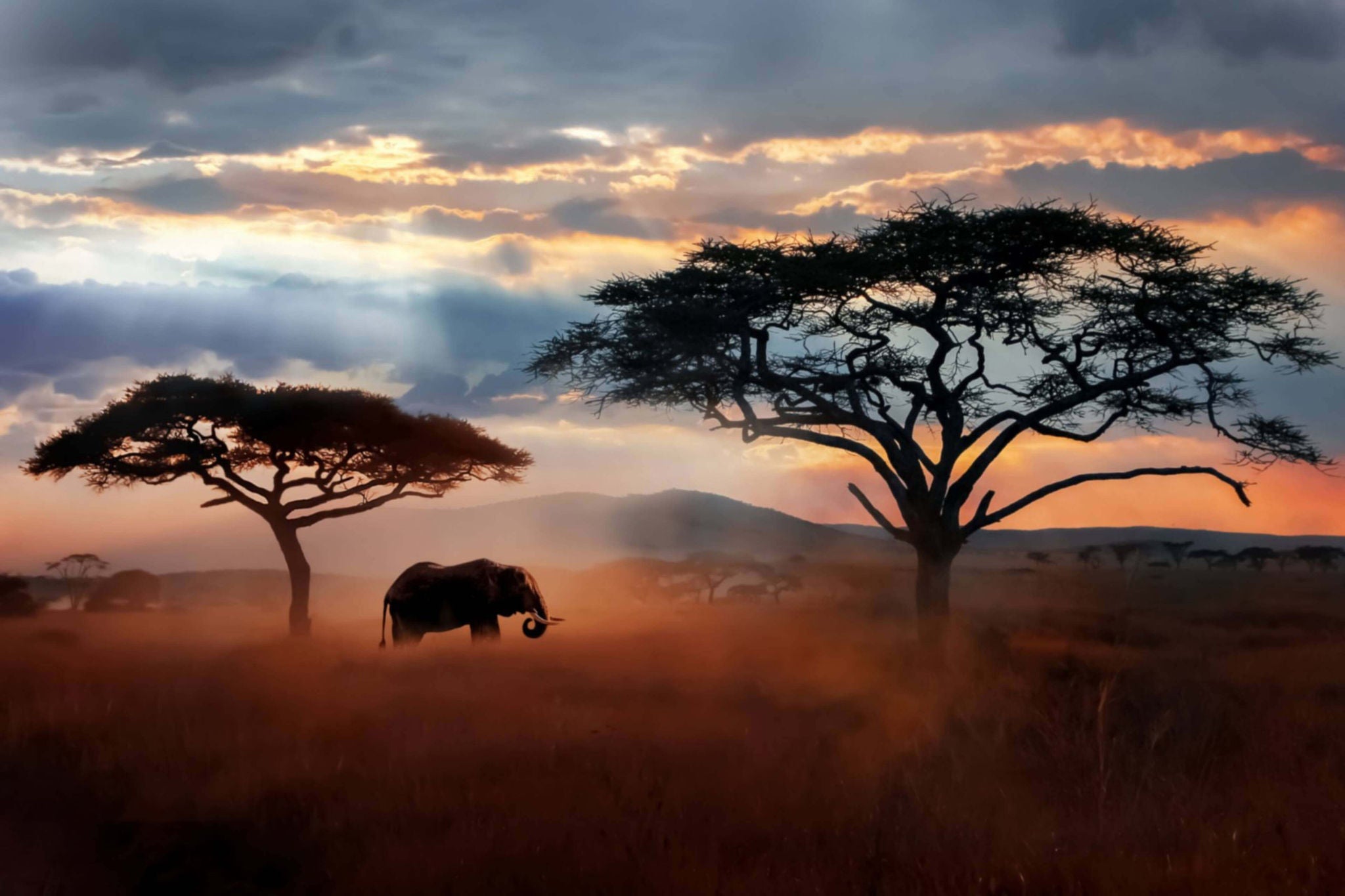 African elephant roaming in wild