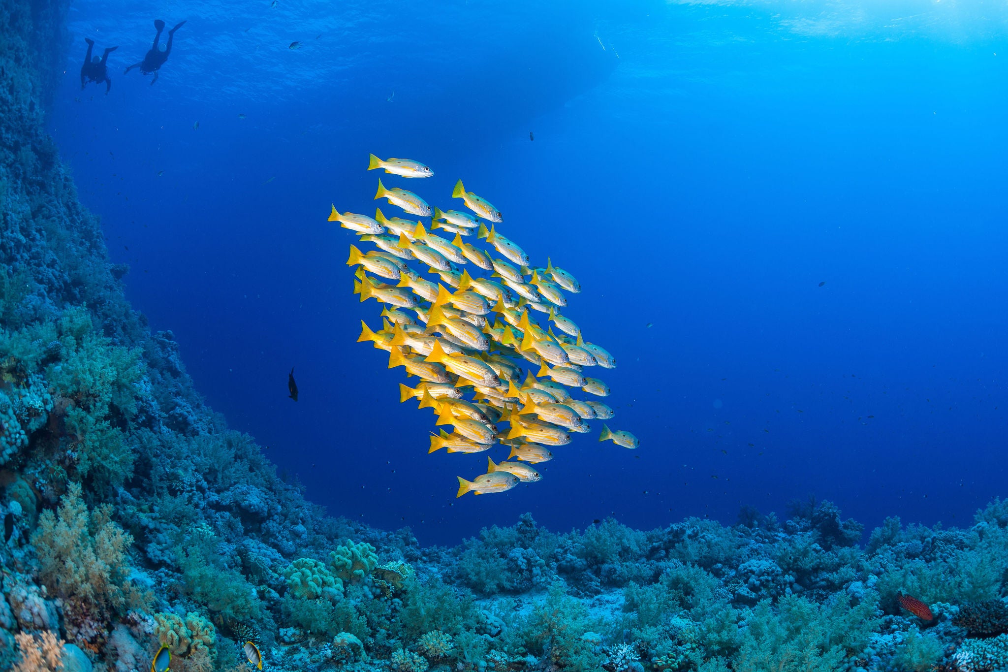 divers above a School of fish in the Red Sea