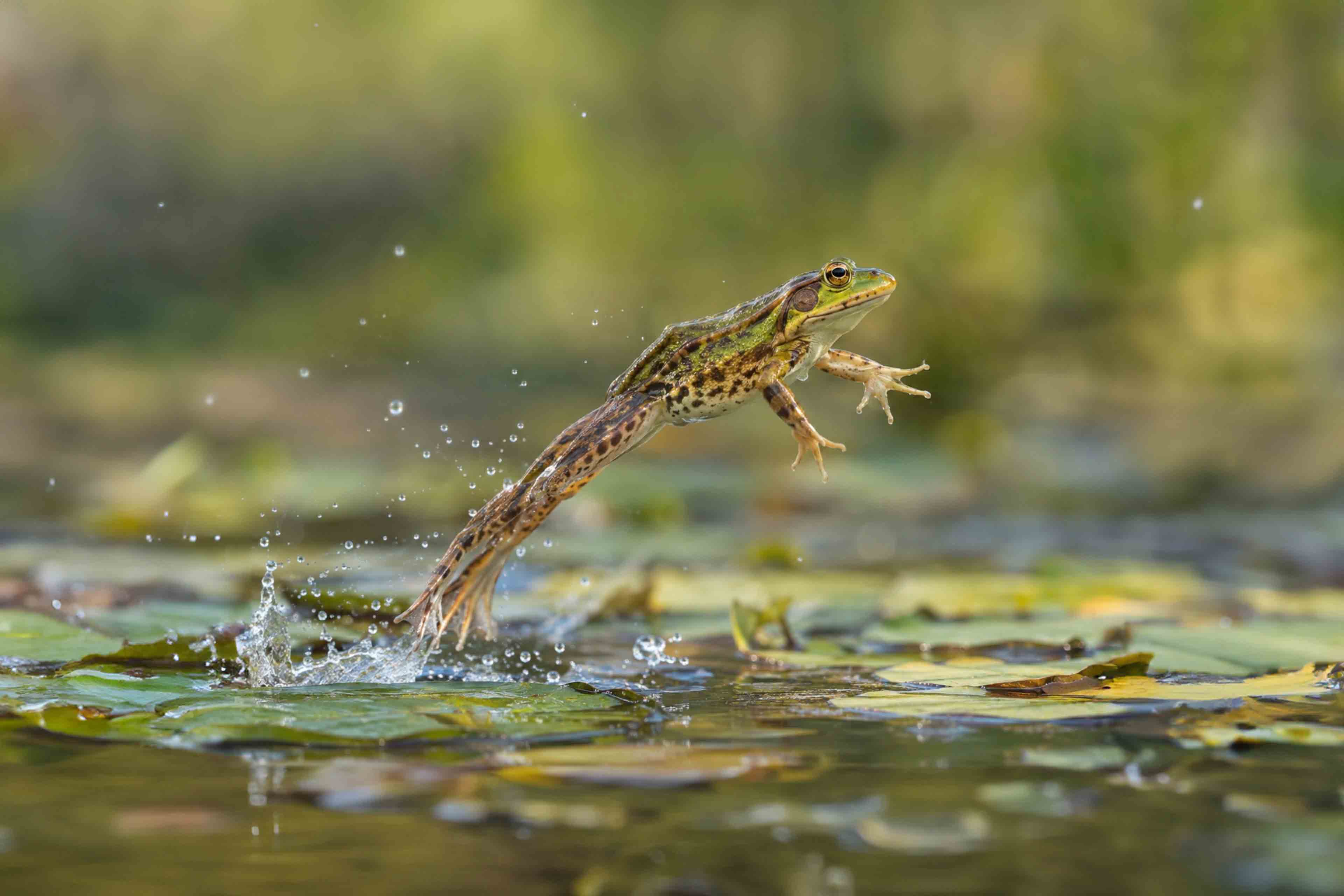 Wie Unternehmen Biodiversitätsmanagement nutzen können, um nicht nur Risiken zu reduzieren, sondern auch Chancen zu erschließen und ihre Wettbewerbsfähigkeit zu stärken.