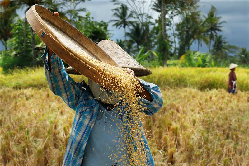 Man in a rice field
