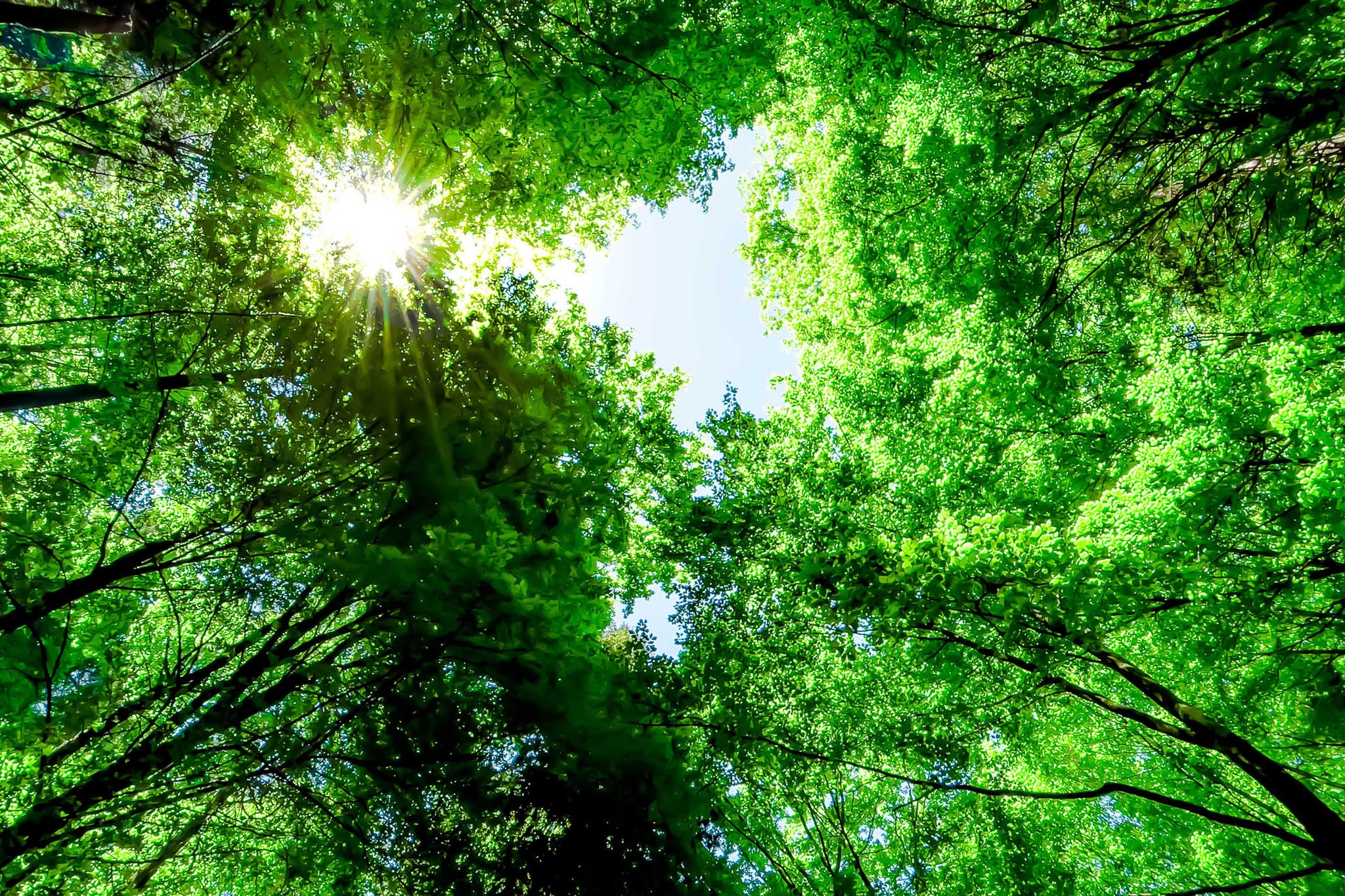 Vivid green forest in the Catalonia forest of Collsacabra during springtime.