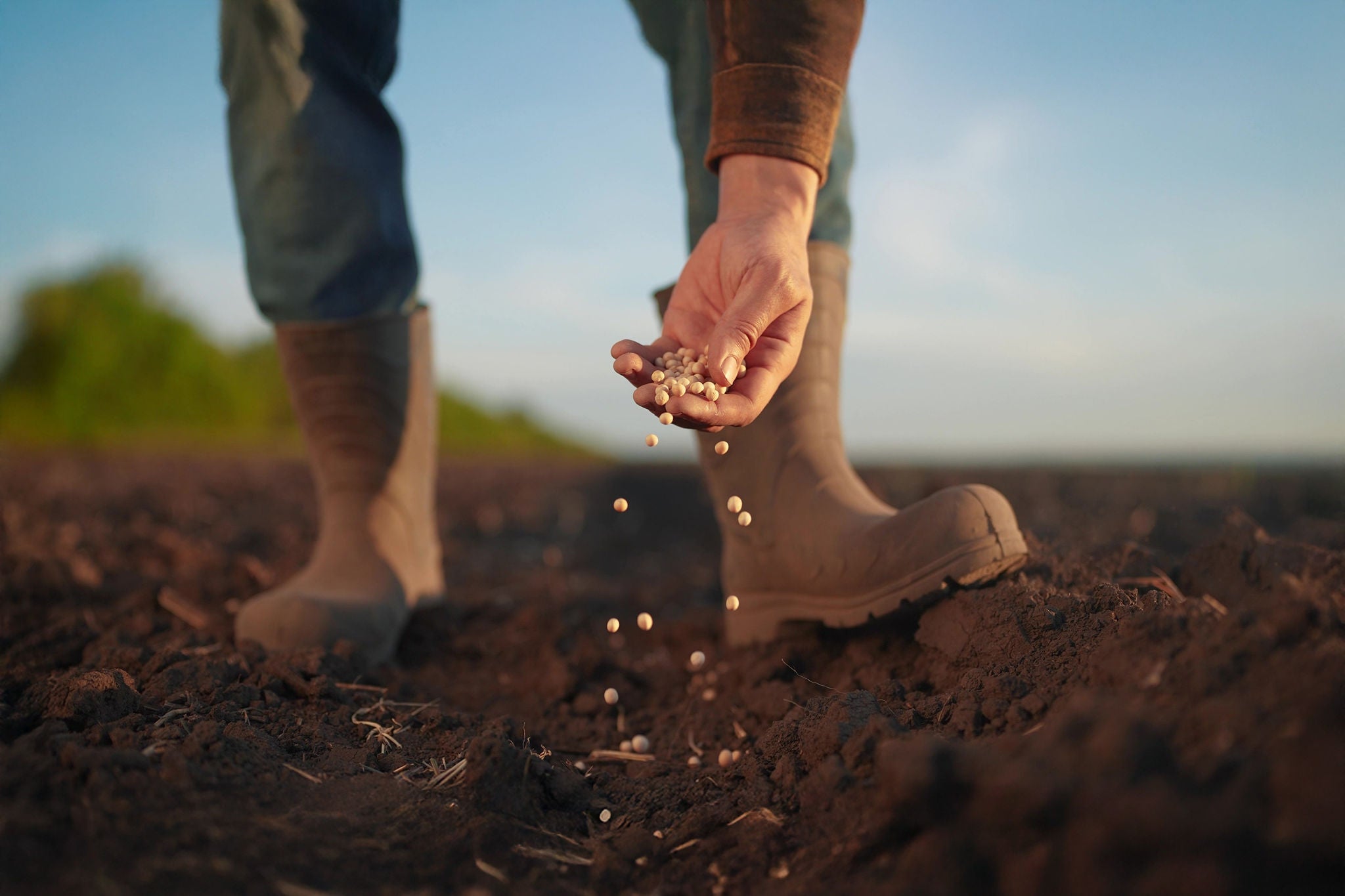 Homem jogando sementes na terra