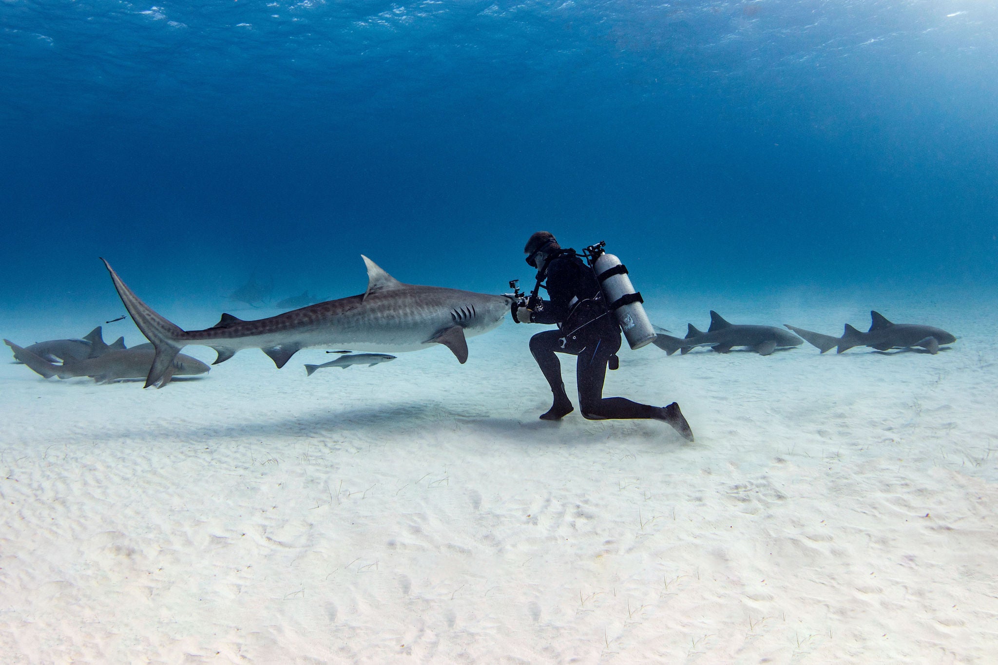 Scuba diver diving underwater with shark