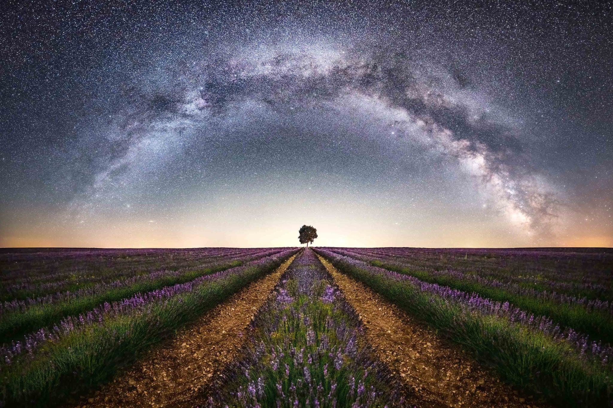 complete arch of the milky way with the galactic center at night in a lavender from france field cultivated in Brihuega, Spain, with an oak tree in the center and the problem of light pollution