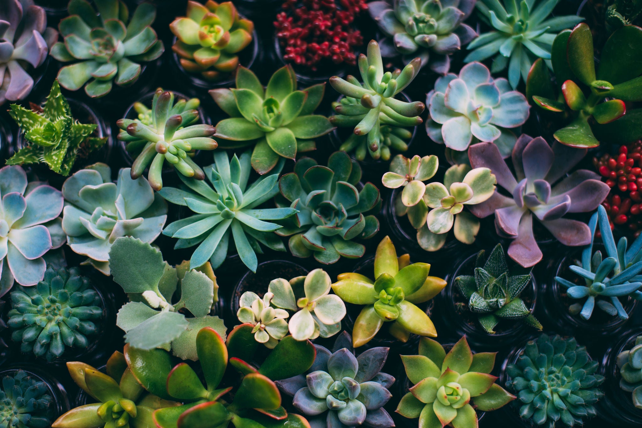 Assorted green and colourful succulents viewed from above