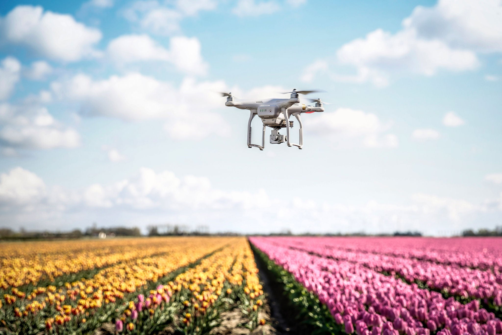 Drone with camera flying over tulip fields