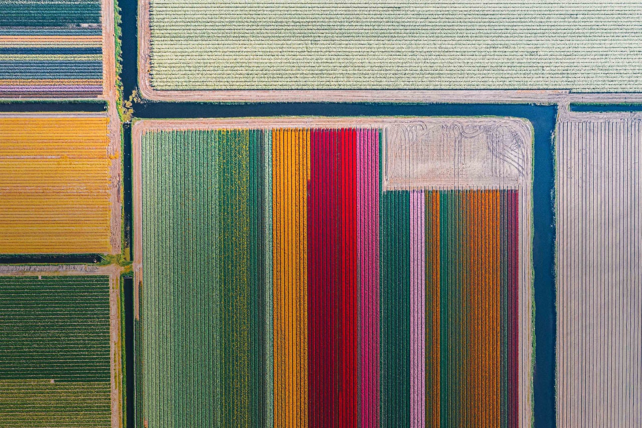 An aerial view of tulip fields in The Netherlands