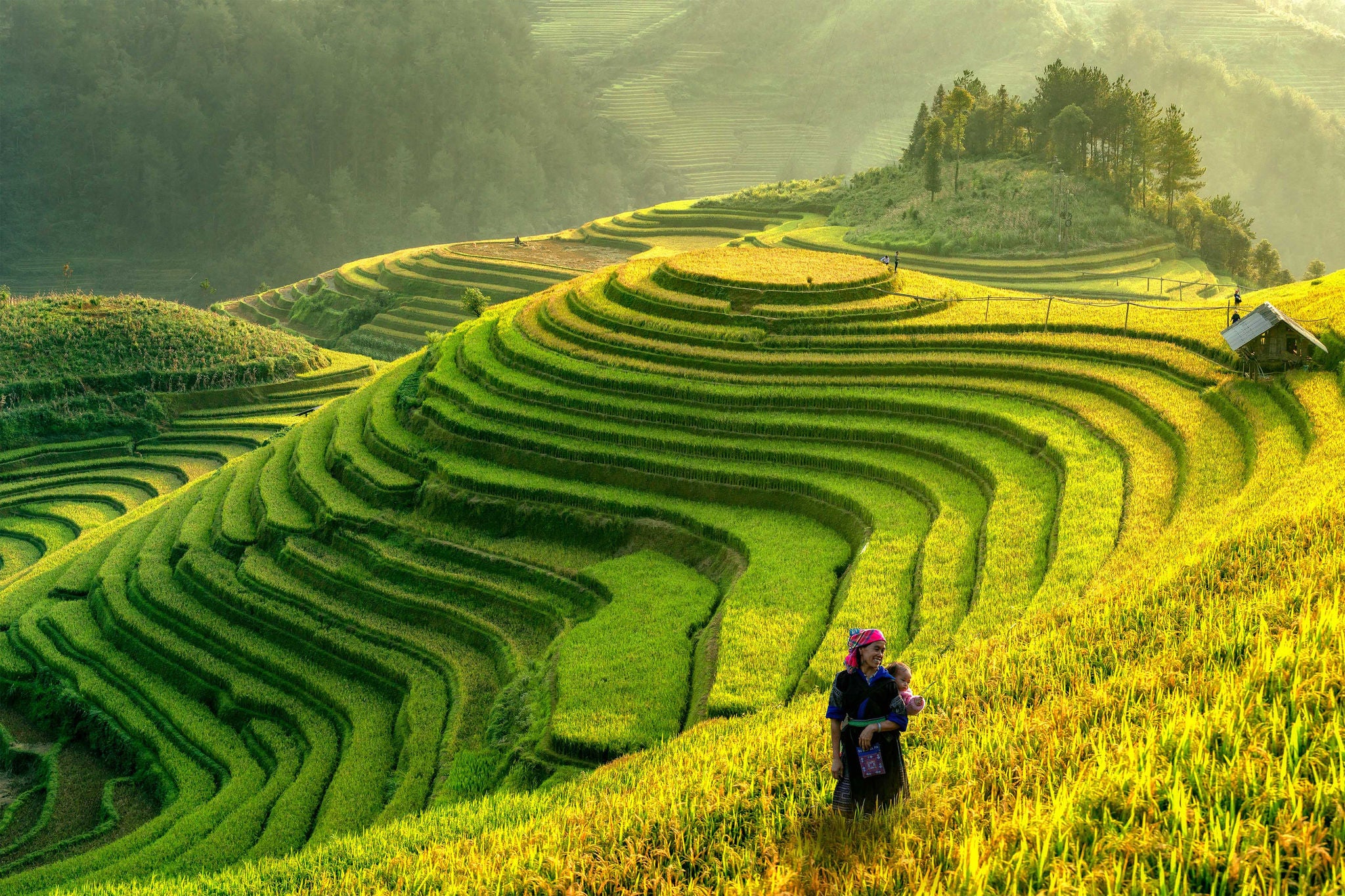 Vietnam landscape terraced rice field near Sapa
