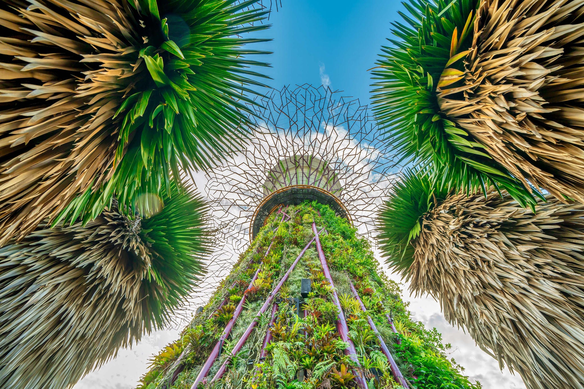 Gardens by the Bay and Skywalk at sunset in Marina Bay.