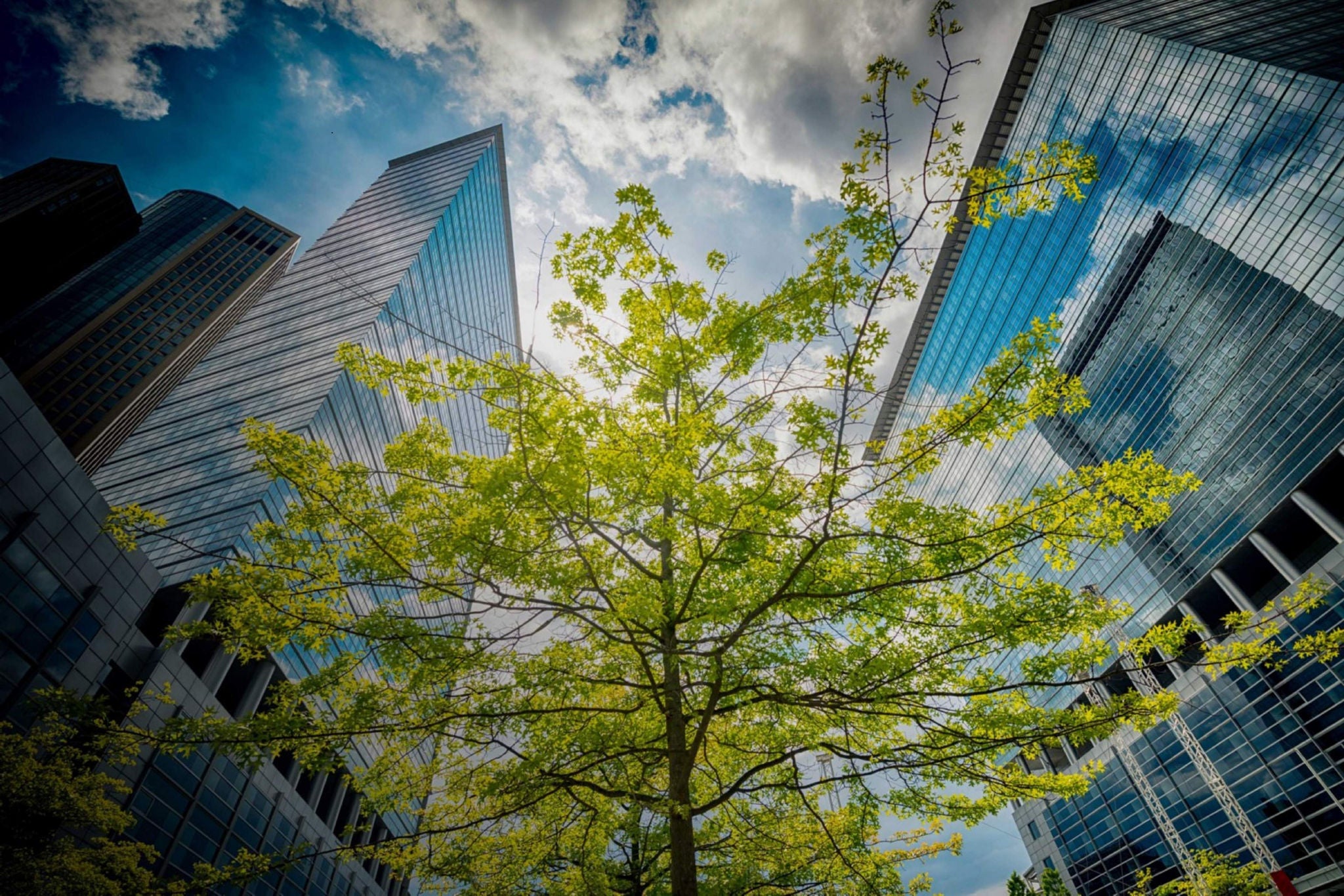 Trees between modern office building