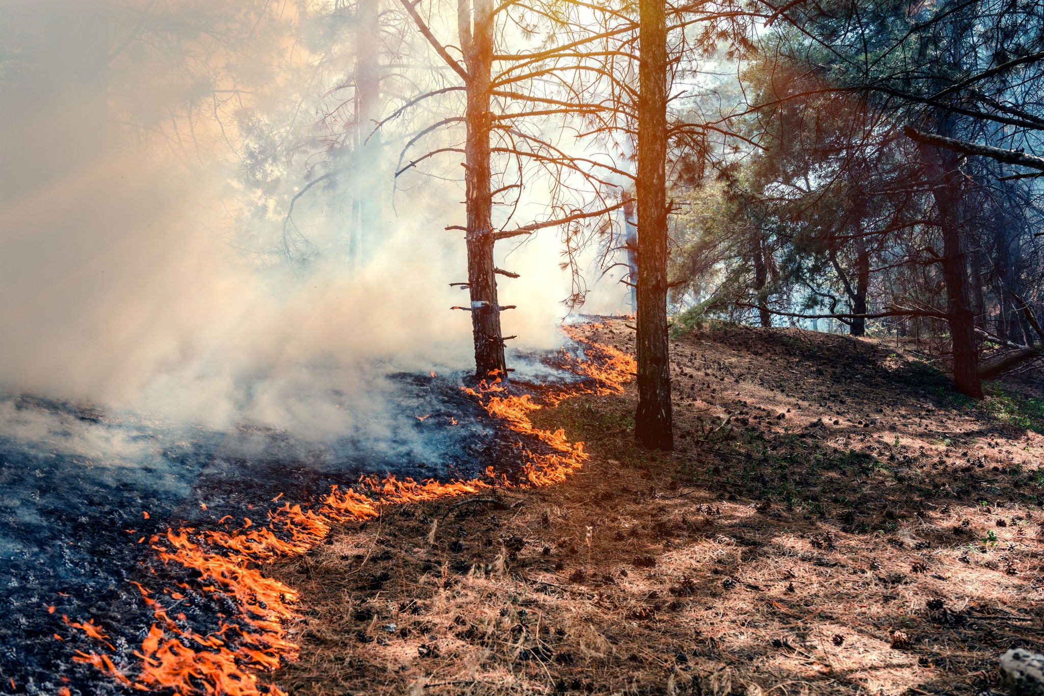 Rauch und Flammen breiten sich über den Waldboden zwischen Kiefern aus.