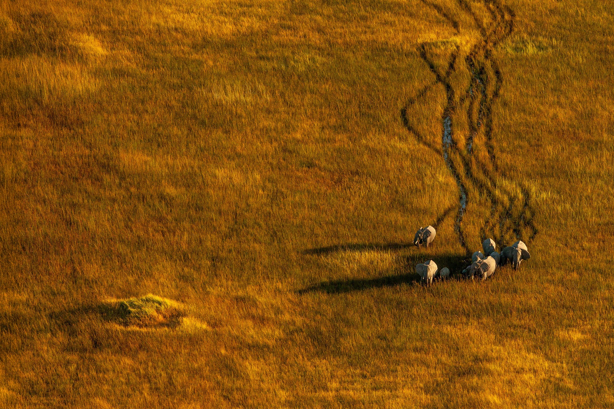 troupeau delephants dans prairie doree avec sentier sinueux