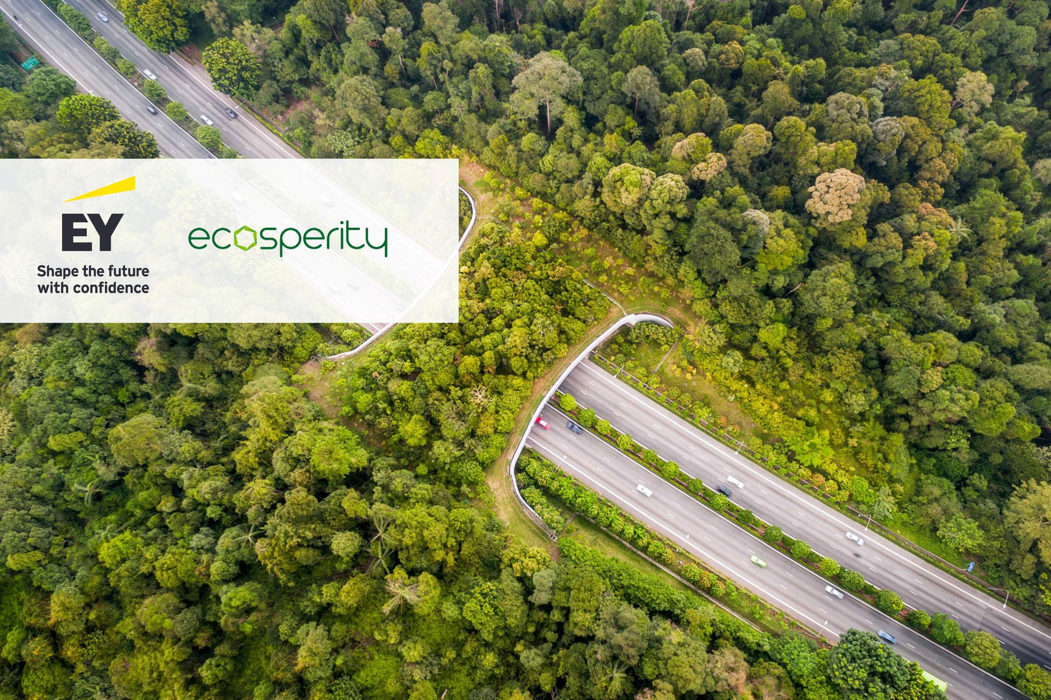 Highway through green forest