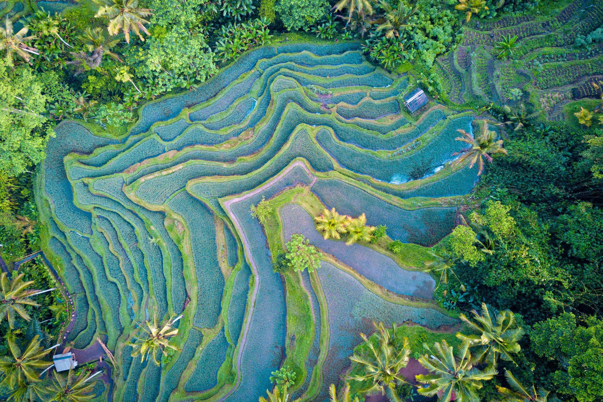 Aerial view drone shot of rice terrace in Tegallalang Ubud in Bali Indonesia.