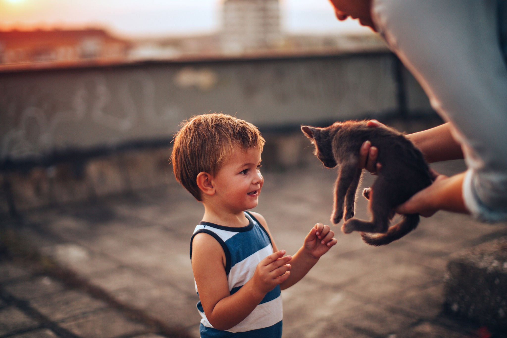 Little boy is meeting his new pet, little grey cat that is in mother's hands