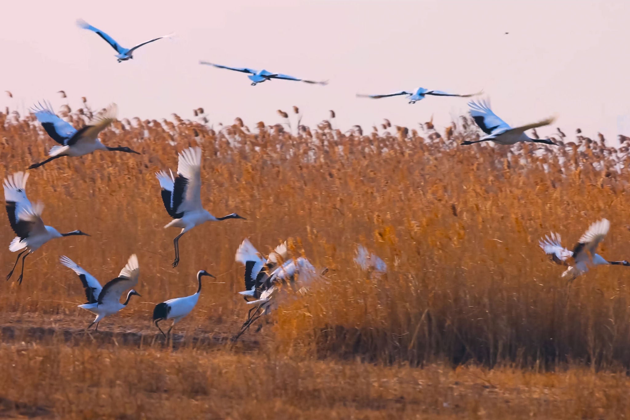 red crowned cranes fly over grass