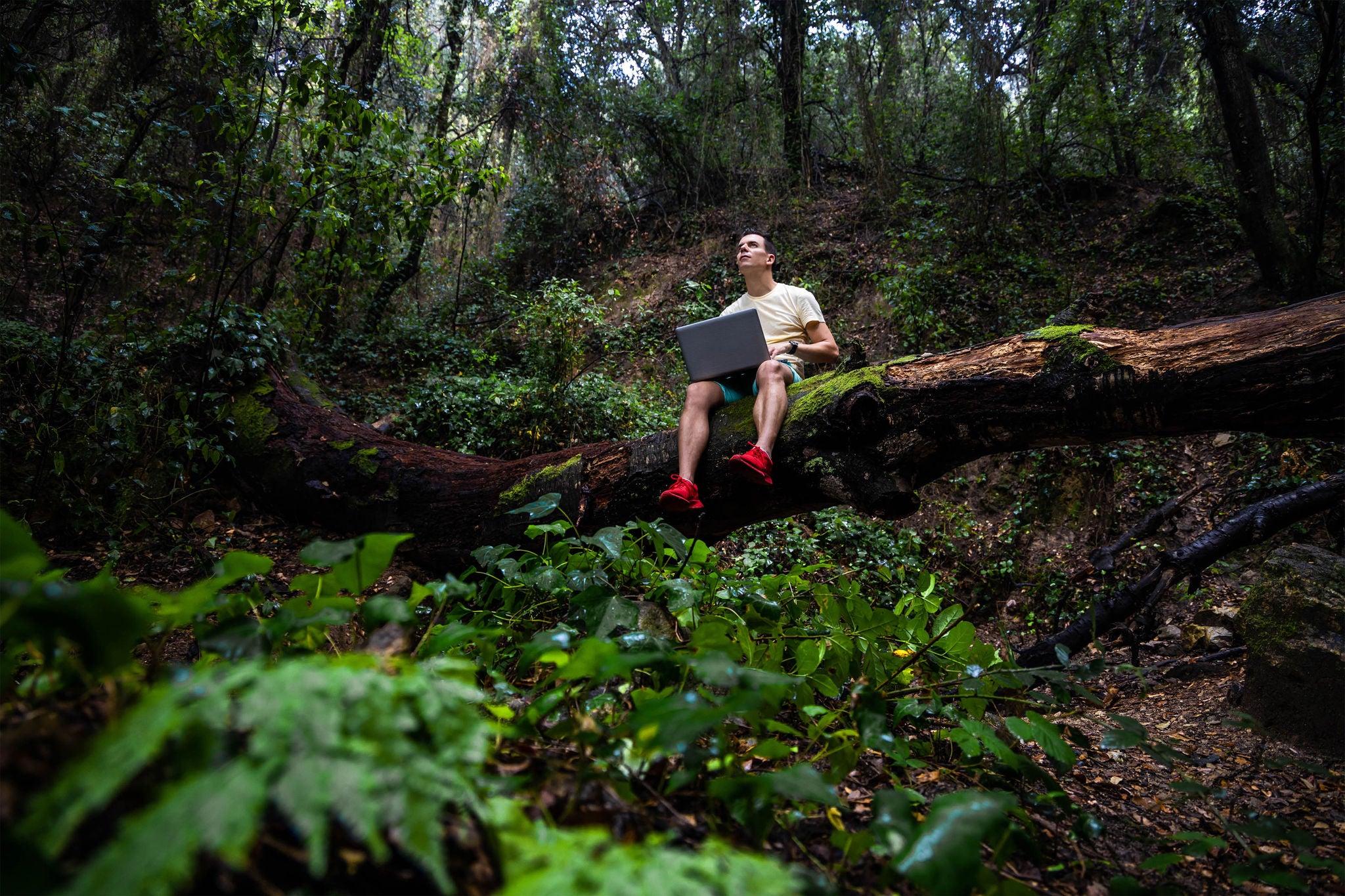 Person som bruker en bærbar PC mens de sitter på en stor trestamme i skogen