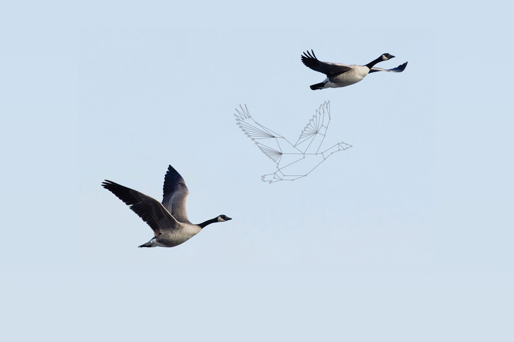 Geese in flight pointing north