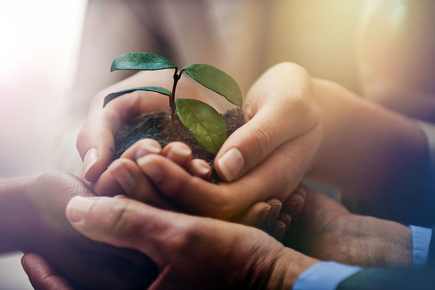 a group of hands holding soil and plant