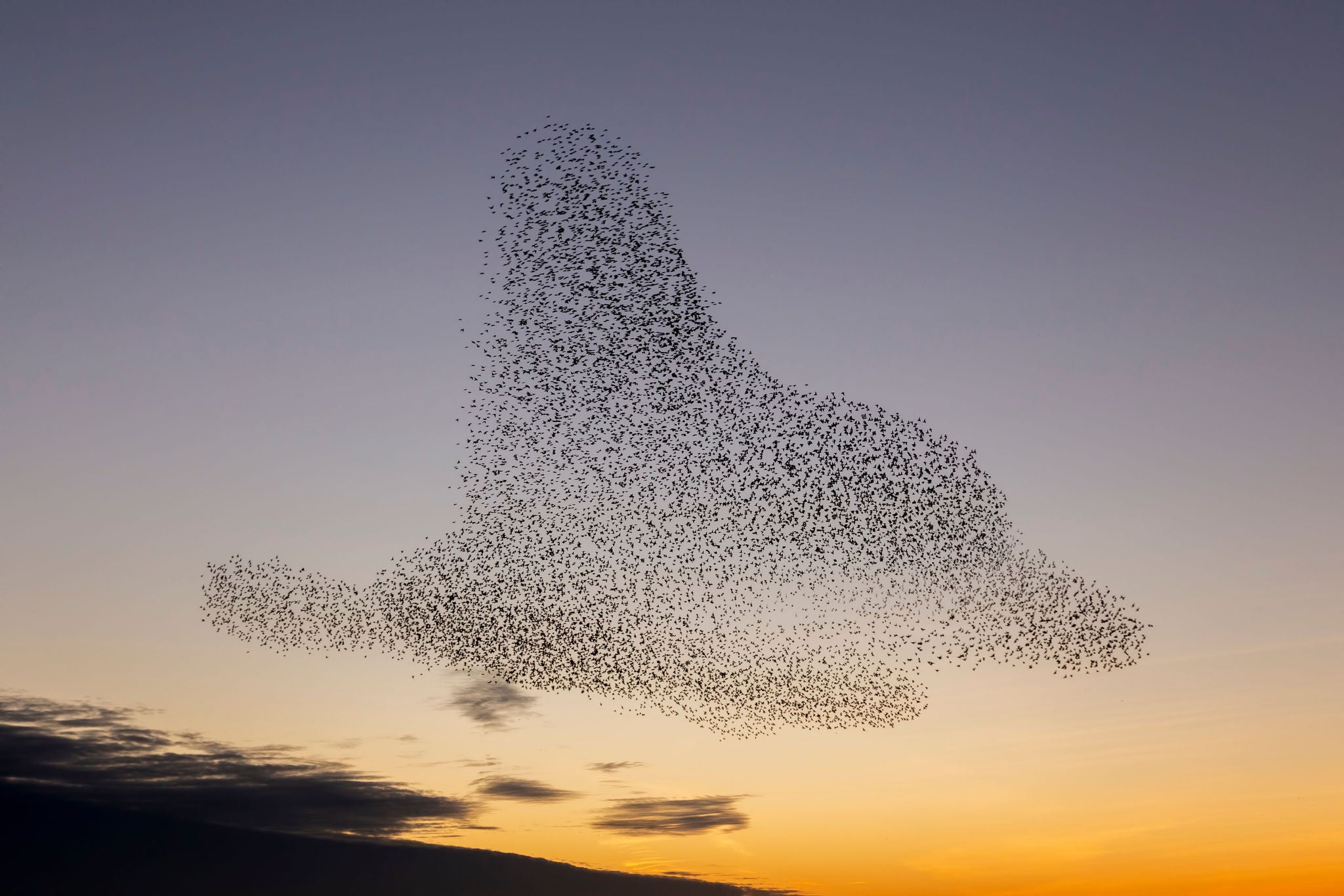the starling murmuration in Brighton