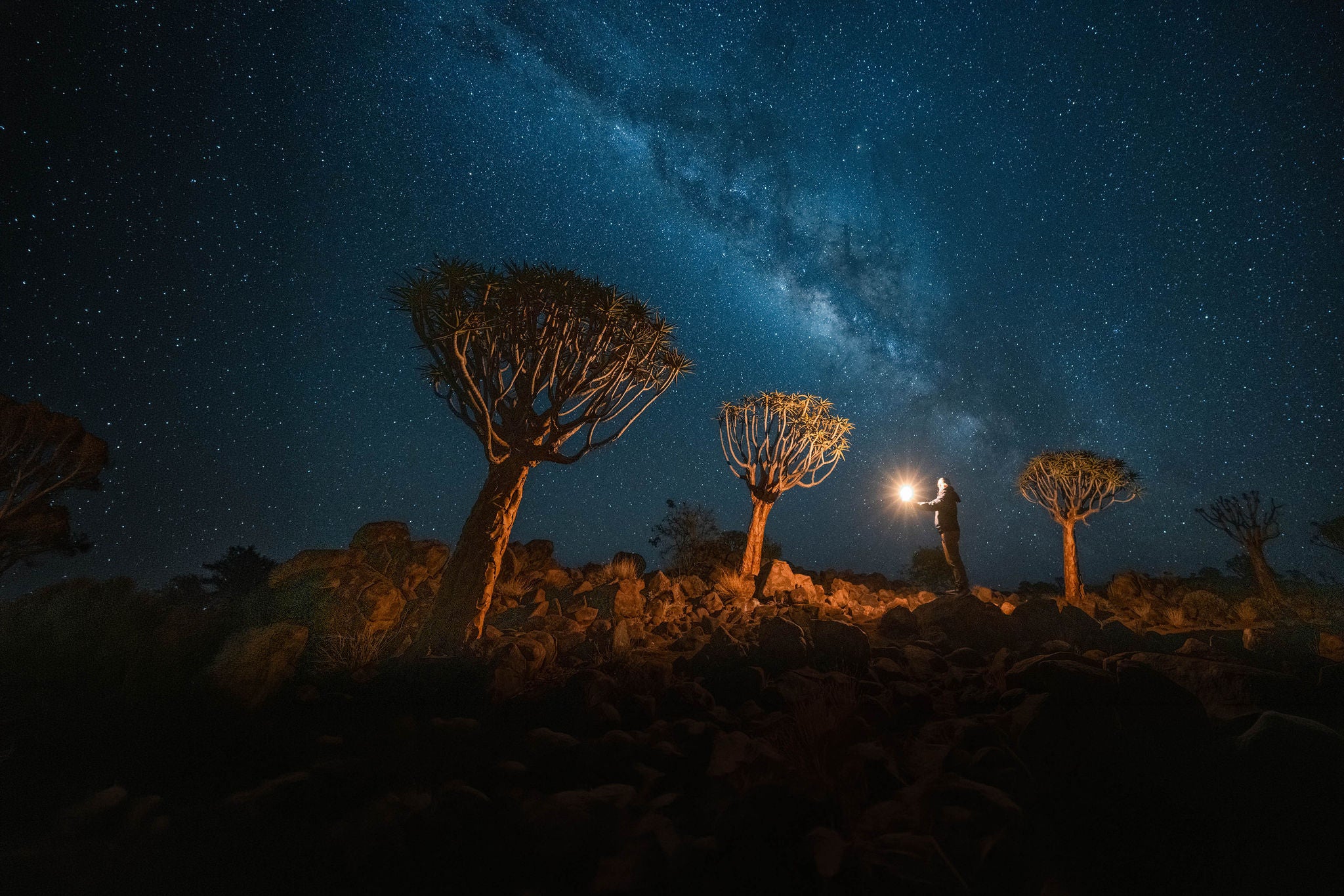 Man holding a lantern in a Quivertree forest