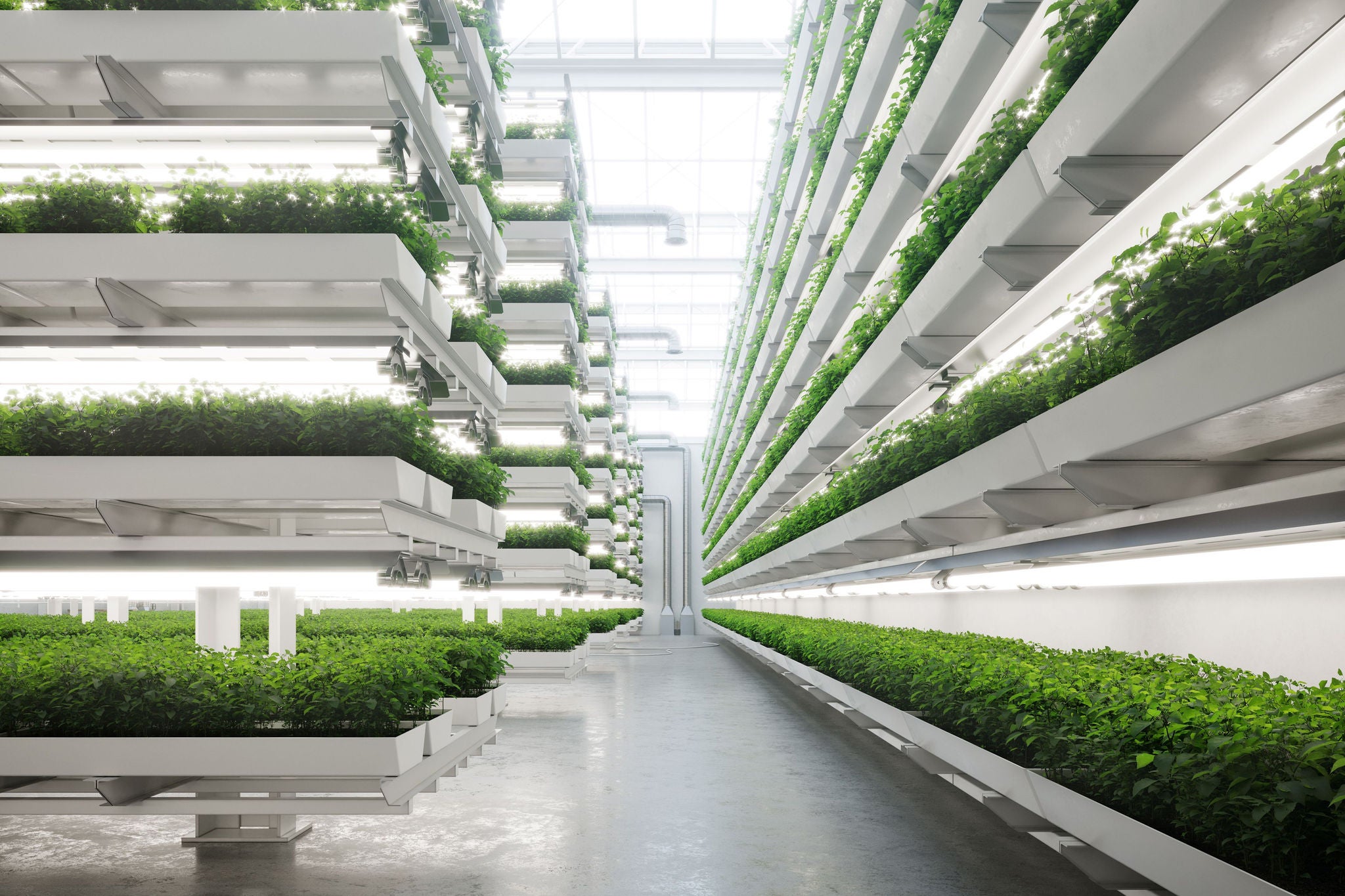 Vertical farm inside a greenhouse