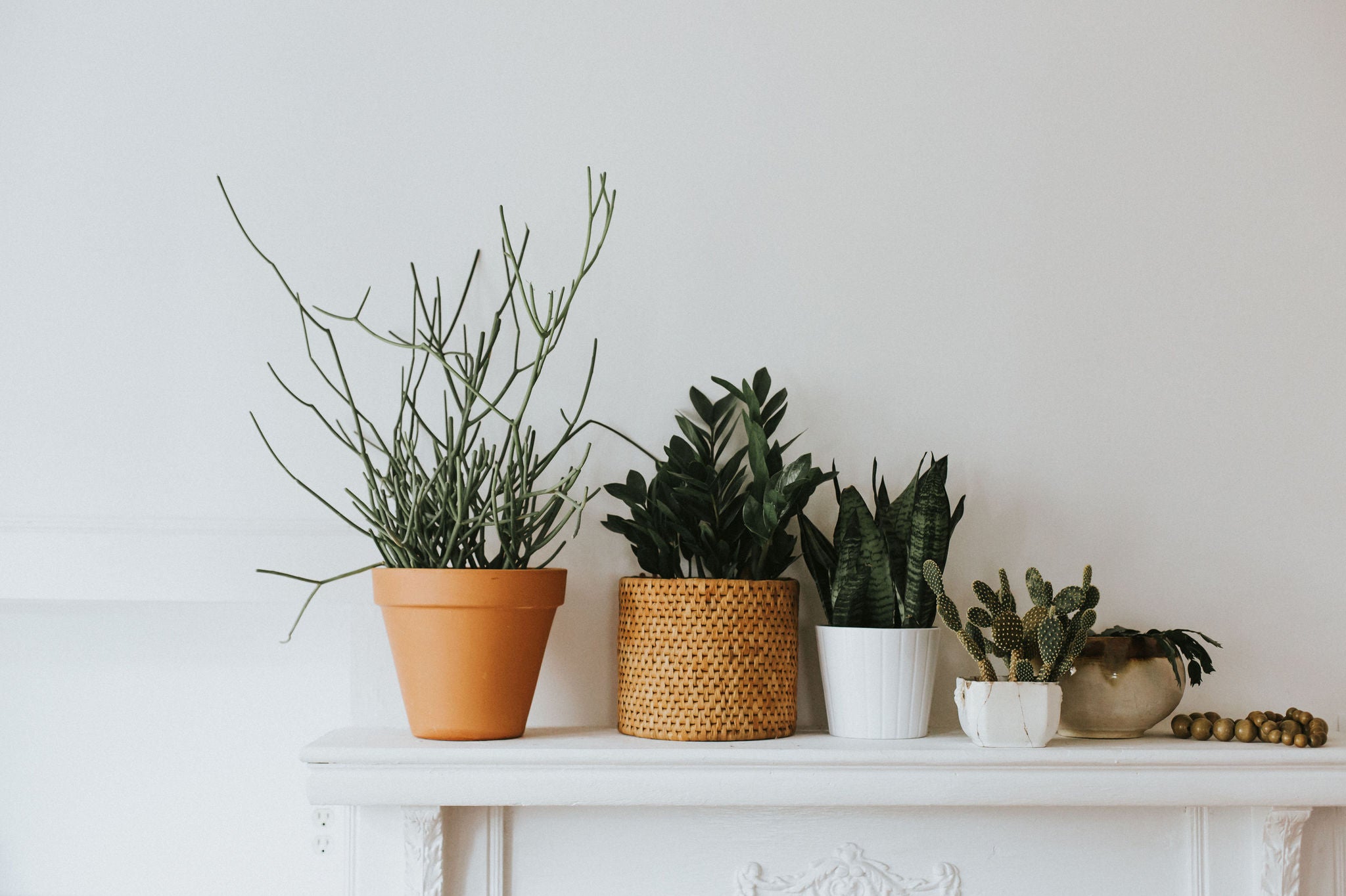 Four potted plants are lined up on a shelf