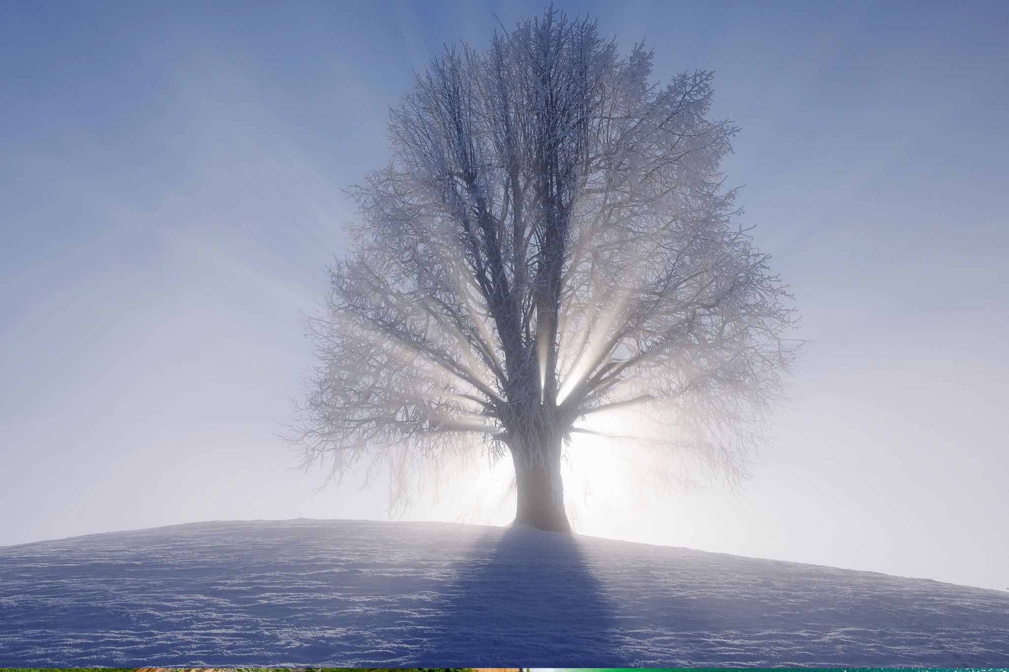 Frost-covered tree on a snowy hill with bright sunlight streaming through its branches in a misty winter landscape