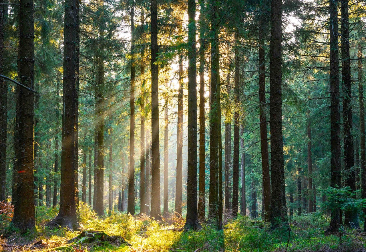 Silent Forest in spring with beautiful bright sun rays - wanderlust