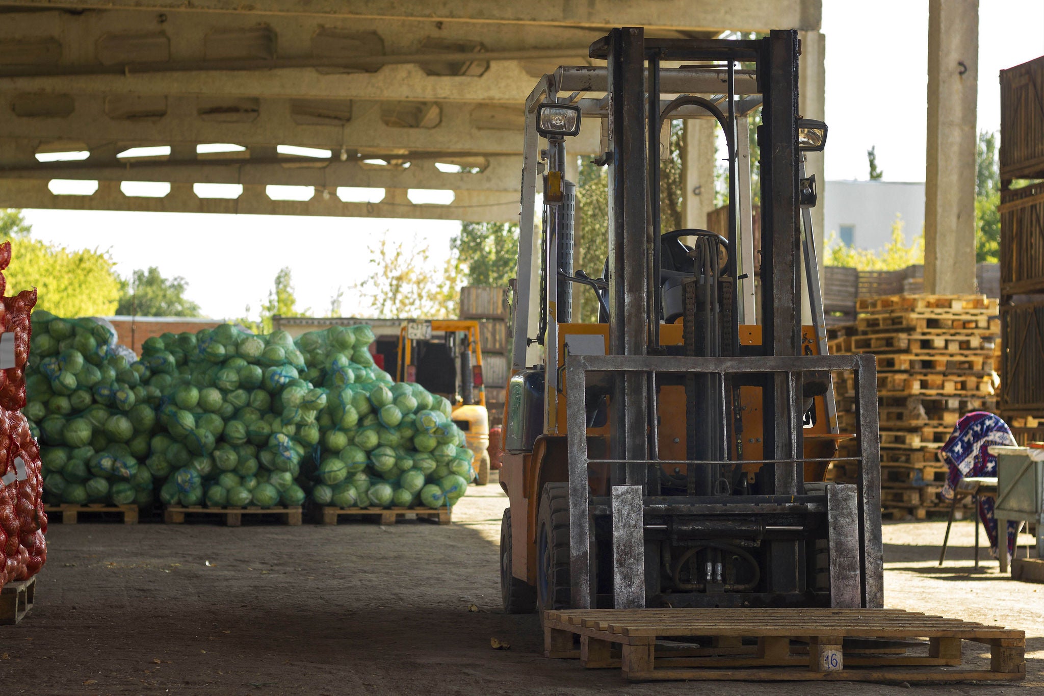 farm vegetable warehouse, harvesting, vegetables are bagged and stacked, forklift