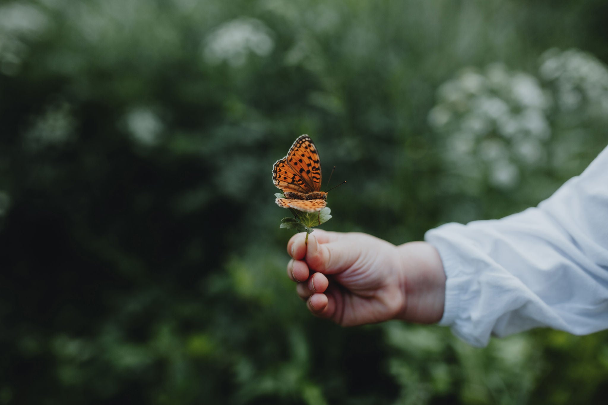 Close up of childs hand holding leaf and butterfly