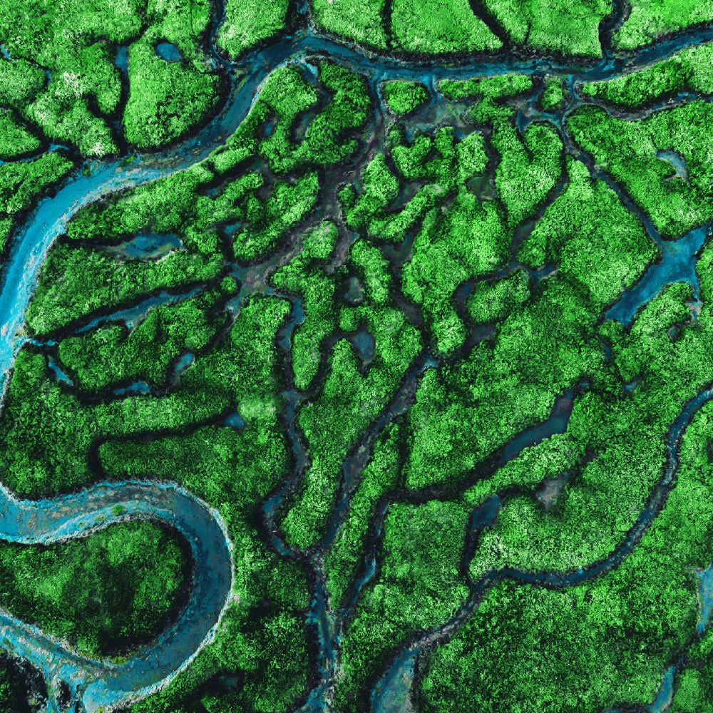 Lebendige grüne Mangroven mit sich windenden blauen Wasserwegen aus der Vogelperspektive.