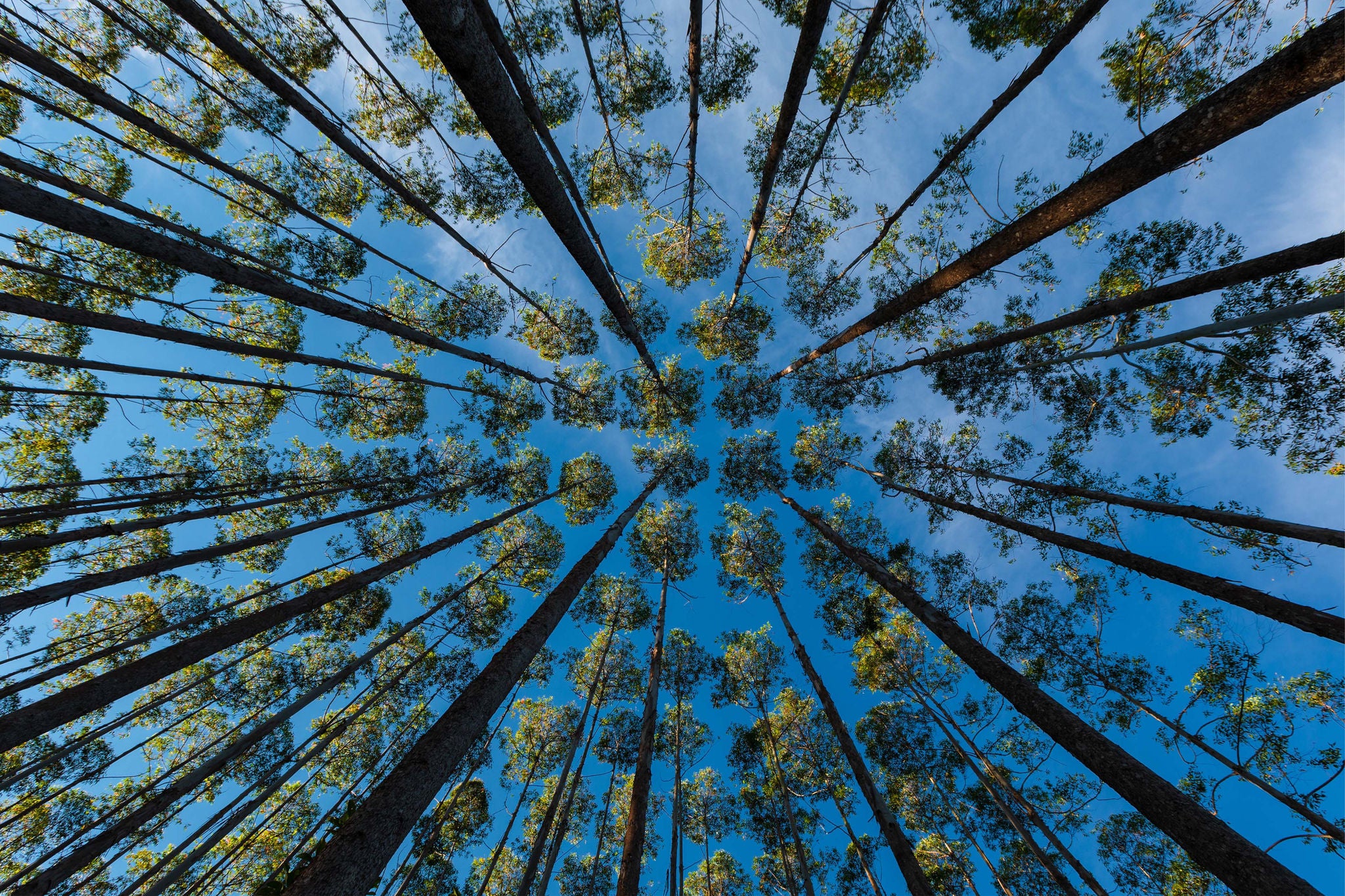 Carbon credits: Building trust and transparency in a growing market