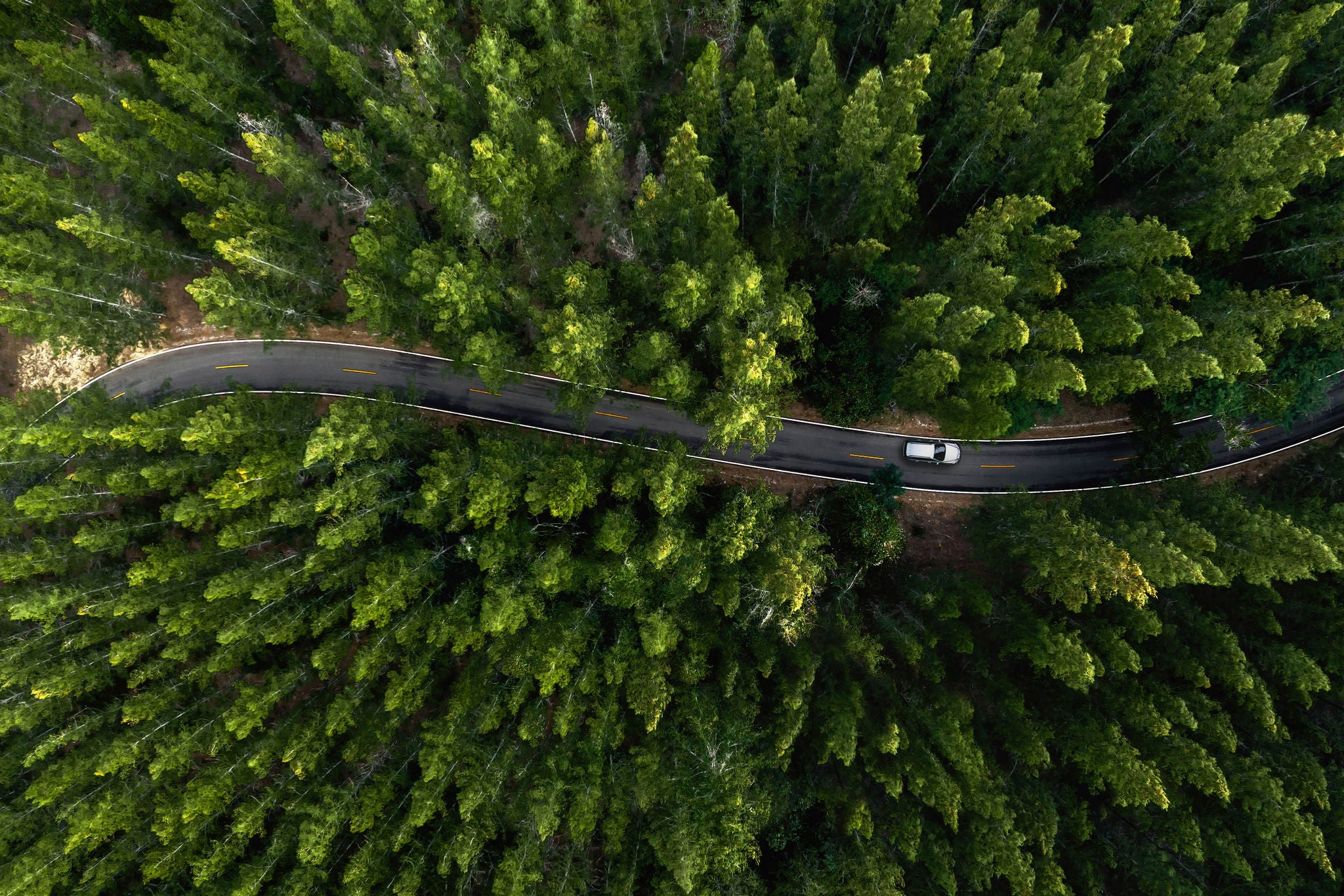 Top view of road in green pine forest