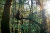 Hombre sentado en la rama de un árbol en el bosque