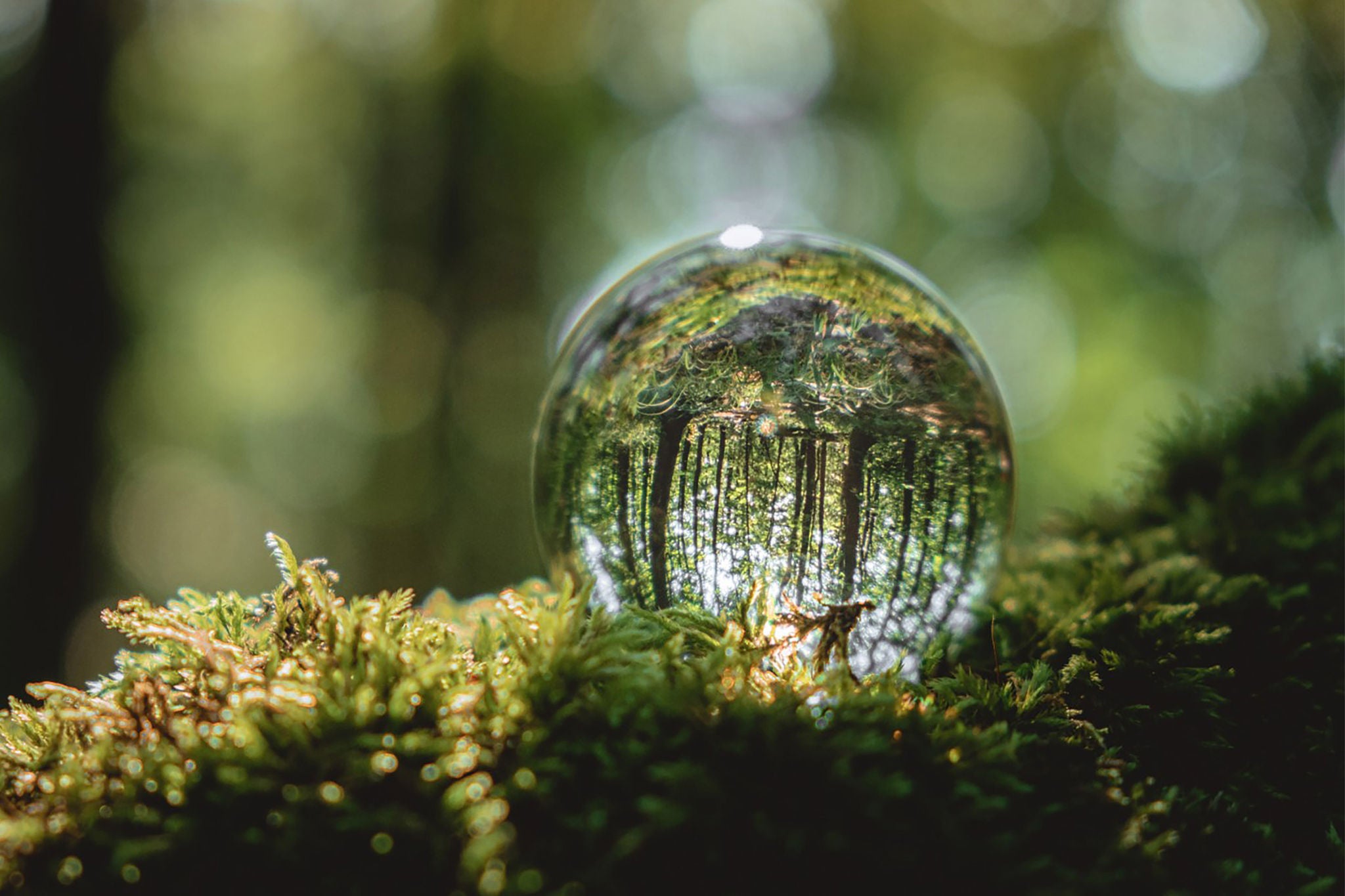 Environment concept, a crystal ball lies on a moss in the forest, reflection of the forest