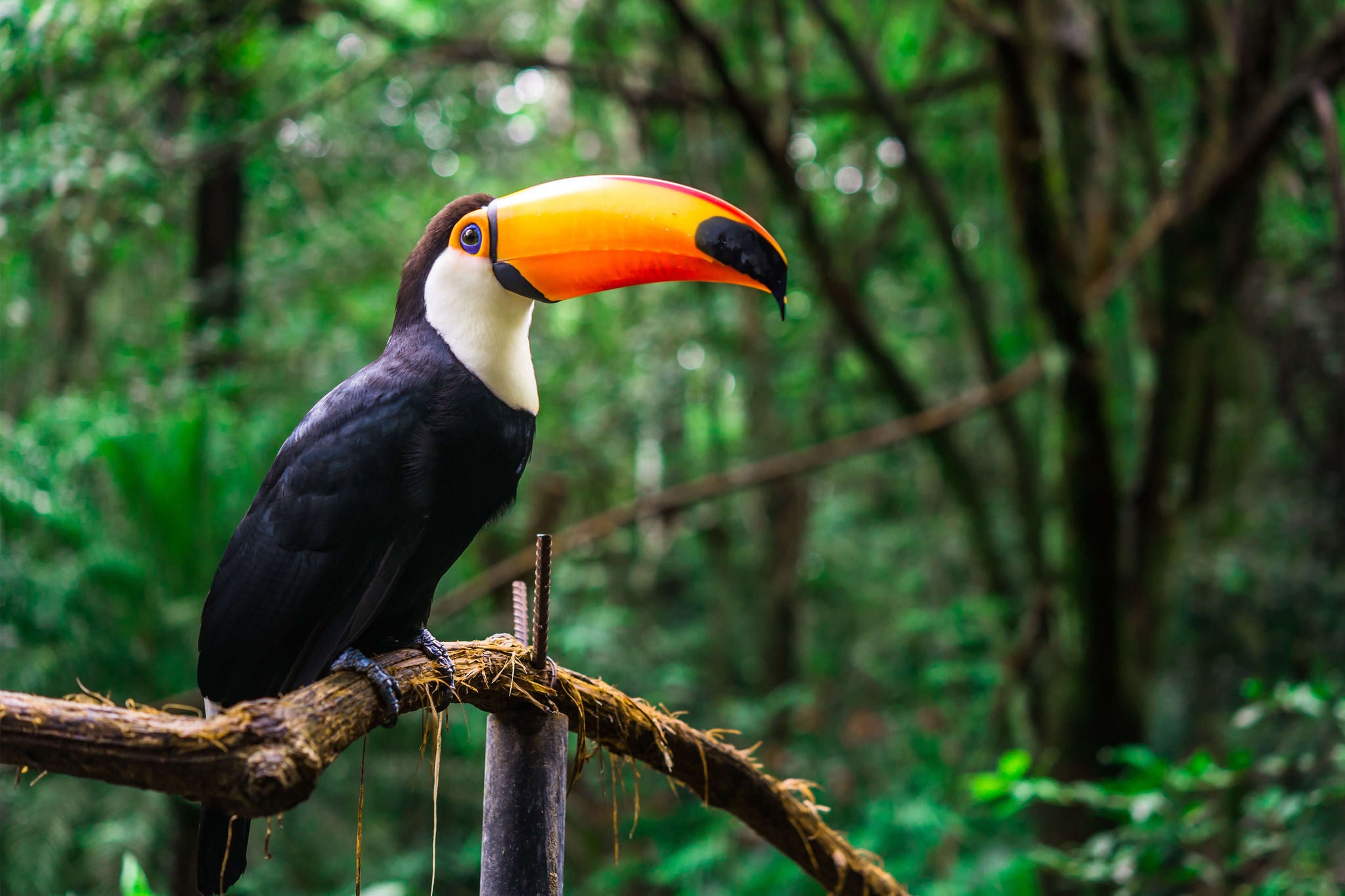 Father and son on home counseling therapy. Post pandemic period. Belgrade, Serbia