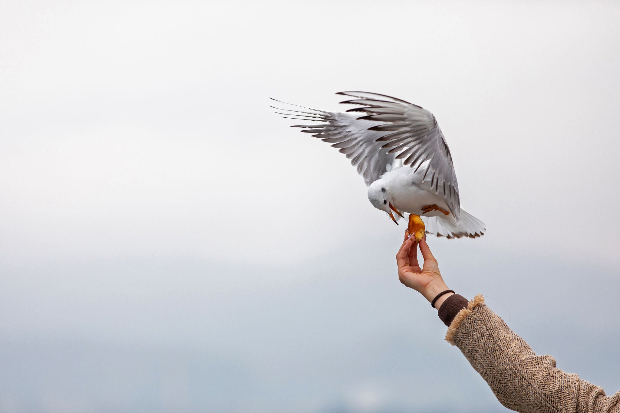 feeding the flying seagull