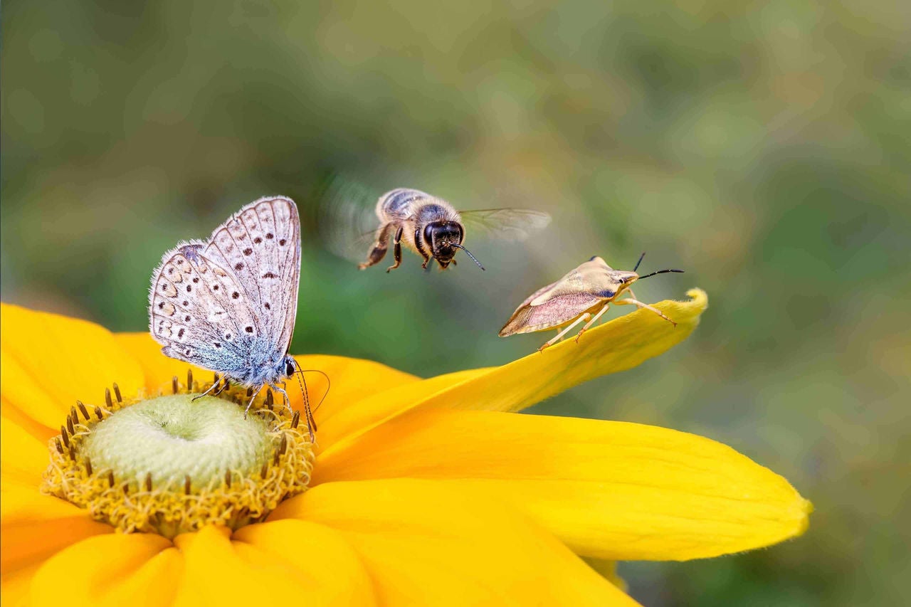 Die Wechselwirkungen zwischen Biodiversität, Wirtschaft und Unternehmen