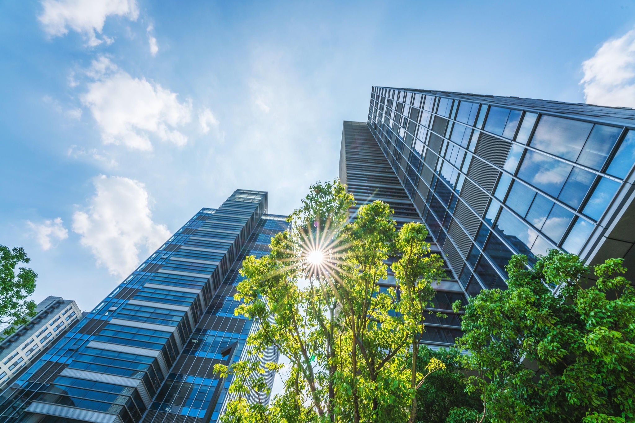 Looking up at a tree and modern office buildings