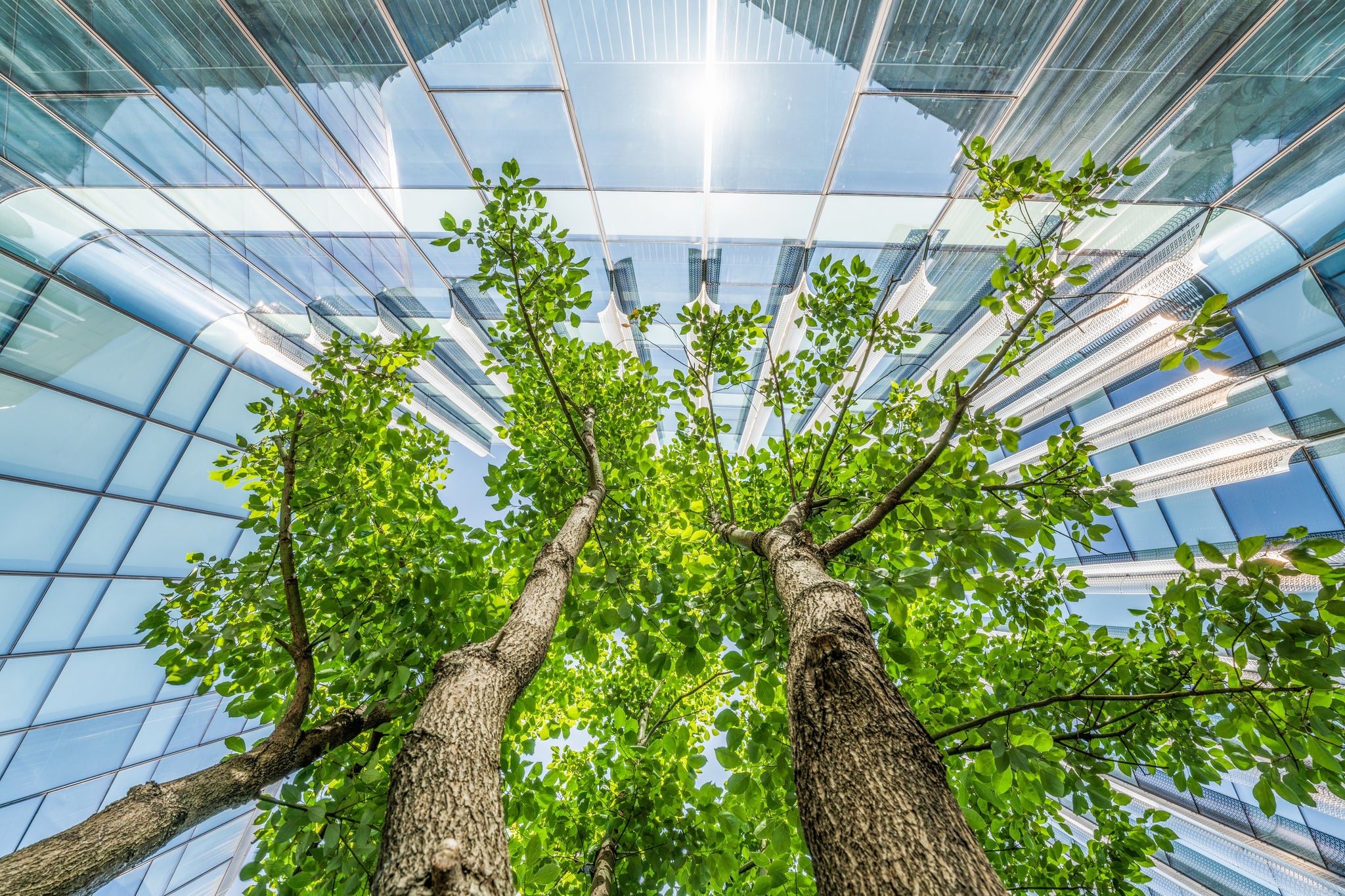 Trees in the Eco City